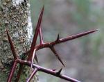 honeylocust thorn