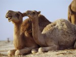 camels-444-8