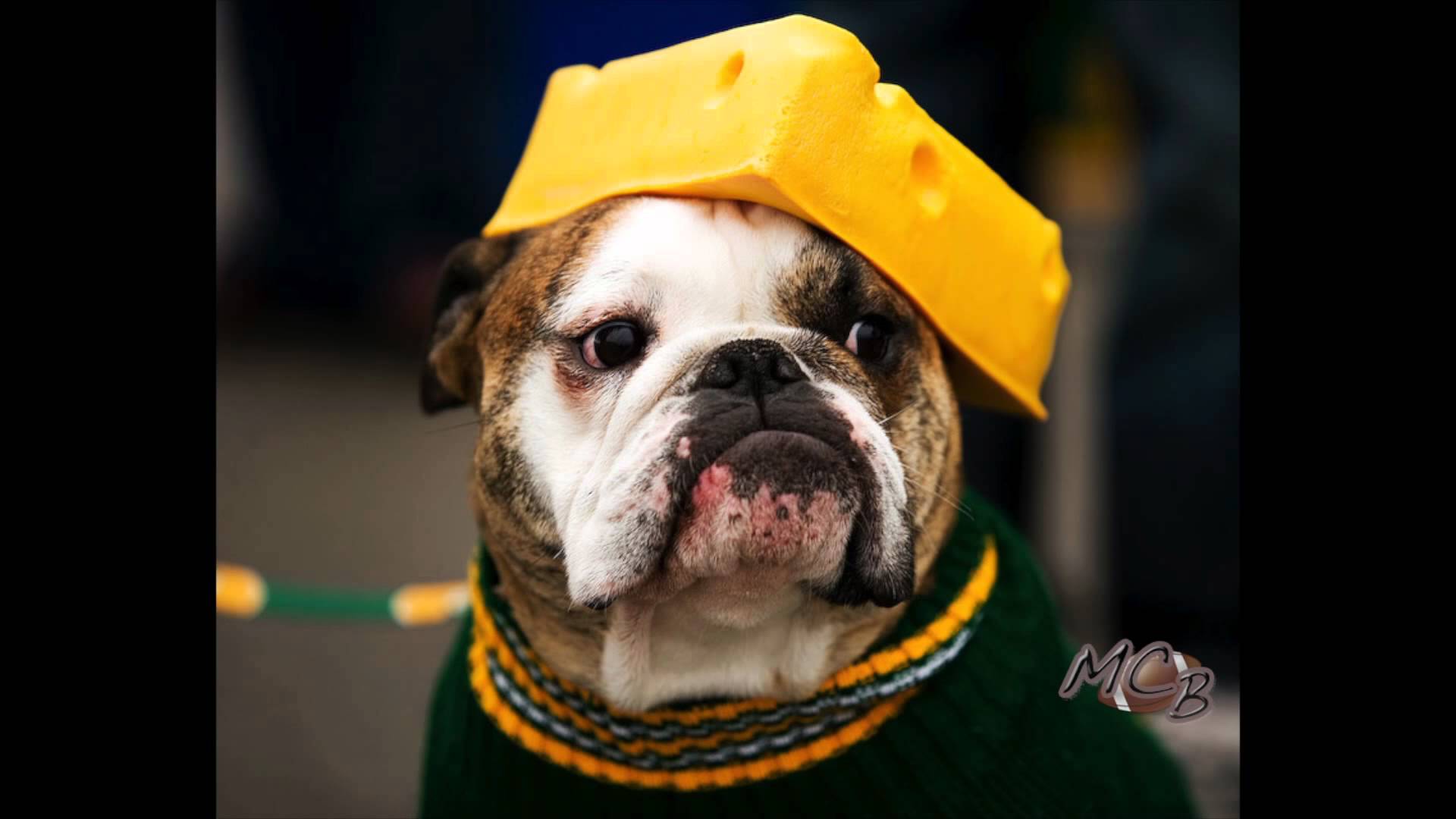 sad Packers dog